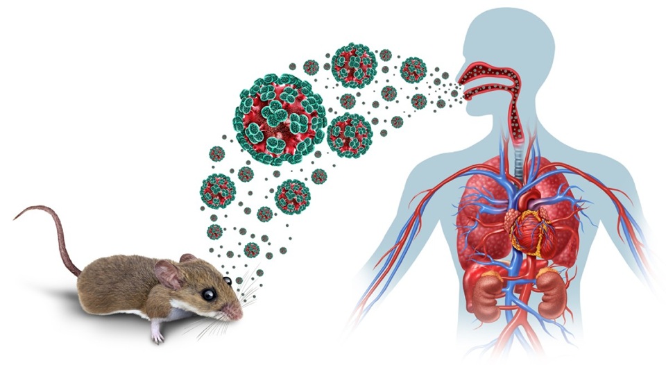Riesgo de infección por Hantavirus